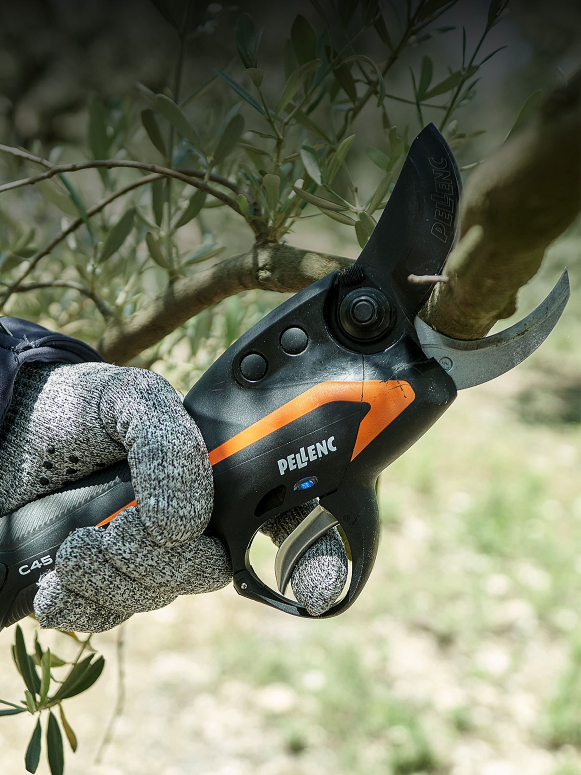 Baumscheren Pellenc C45 Baumschere im Einsatz.