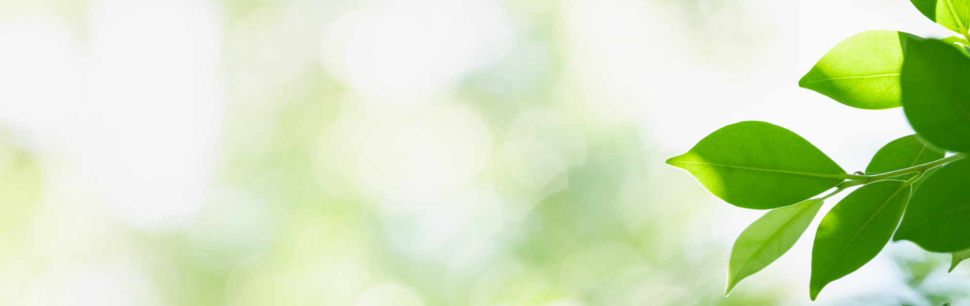 Symbolbild zur Nachhaltigkeit